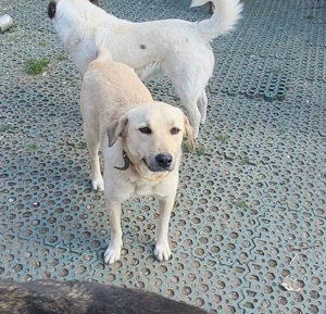 MISHA - sucht seinen sicheren Hafen (wartet in Rumänien)