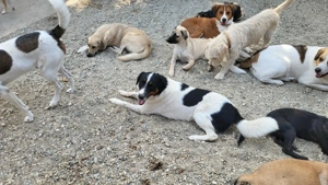 MISHA - sucht seinen sicheren Hafen (wartet in Rumänien) Bild 6