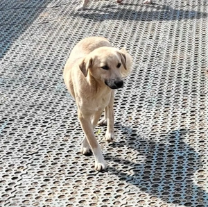 MISHA - sucht seinen sicheren Hafen (wartet in Rumänien) Bild 3