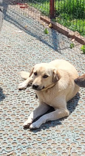 MISHA - sucht seinen sicheren Hafen (wartet in Rumänien) Bild 4