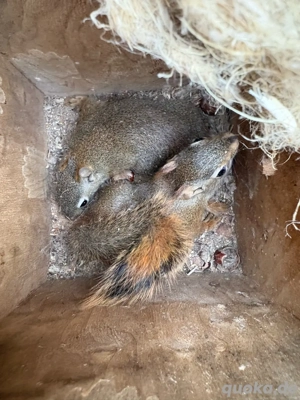 Rothörnchen Eichhörnchen streifenhörnchen Bild 3