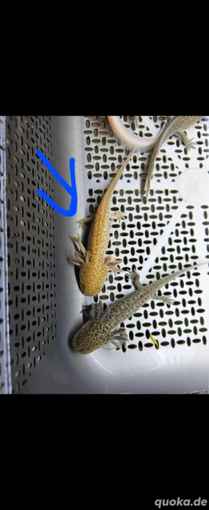 Axolotl Nachwuchs abzugeben  Bild 2