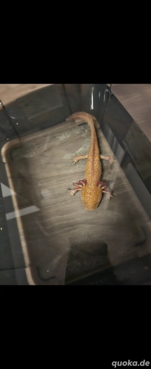 Axolotl Nachwuchs abzugeben  Bild 6