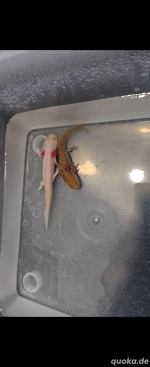 Axolotl Nachwuchs abzugeben  Bild 7