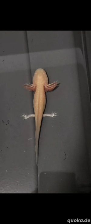 Axolotl Nachwuchs abzugeben  Bild 5