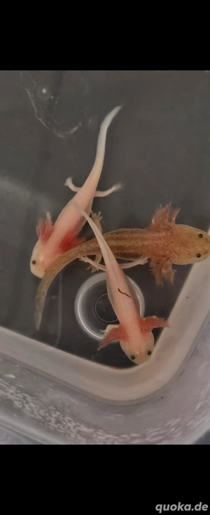 Axolotl Nachwuchs abzugeben  Bild 4