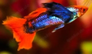 Guppys reinerbig zu verkaufen 