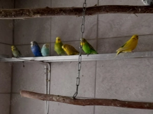 Versch. Wellensittiche abzugeben