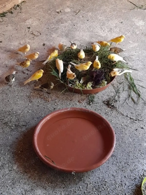 Versch. Kanarien mit DNA, aus Naturbrut und Freivolierenhaltung abzugeben