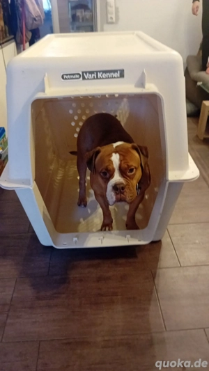 Vario Channel XXL Hundebox 