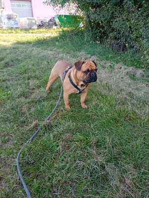 Französische Bulldogge Deckrüder  Bild 3