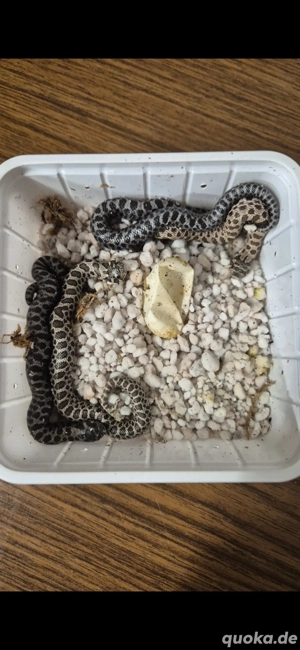 Hakennasennatter Heterodon Nasicus Schlangen 2025 und Adulte