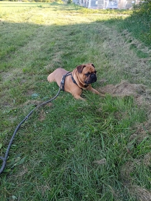 Französische Bulldogge Deckrüder  Bild 4