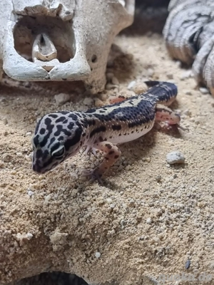 0.3 Leopardgecko Black Night Boldstripe DNZ 08 2024
