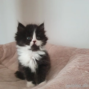 Britische Mix Kätzchen