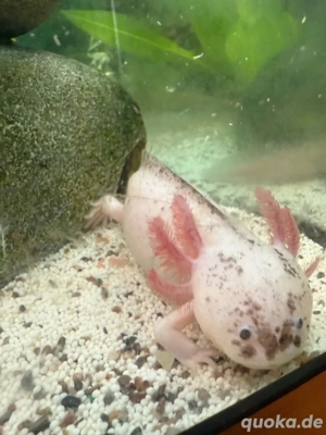 axolotl harlekin