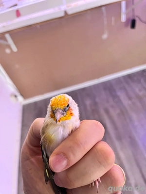 paar stieglitz von 2023