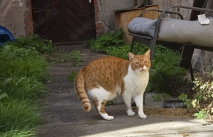 Süßer Entdecker Honey sucht die große Freiheit