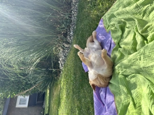 Chihuahua Deckrüde kein Verkauf  Bild 2
