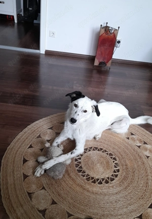 Wo sind die Hundemenschen mit Herz und Verstand?!