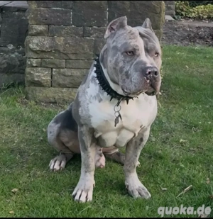 american bully deckrüde