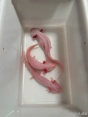 zu verschenken: axolotl albino copper leuzist
