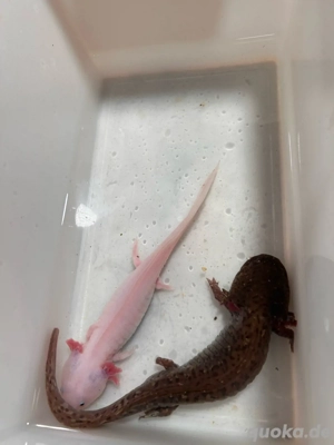 zu verschenken: axolotl albino copper leuzist Bild 2