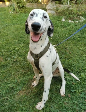 Dalmatiner Rüden 2 Brüder 12Mon 58 62 cm KINDERLIEB Ausreise Bundesweit