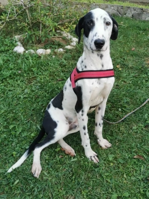Dalmatiner Rüden 2 Brüder 12Mon 58 62 cm KINDERLIEB Ausreise Bundesweit