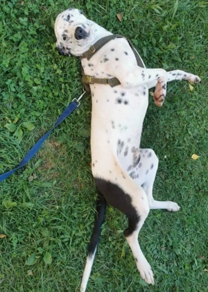 Dalmatiner Rüden 2 Brüder 12Mon 58 62 cm KINDERLIEB Ausreise Bundesweit
