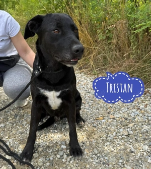 Tristan, prachtvoller Labrador Mix