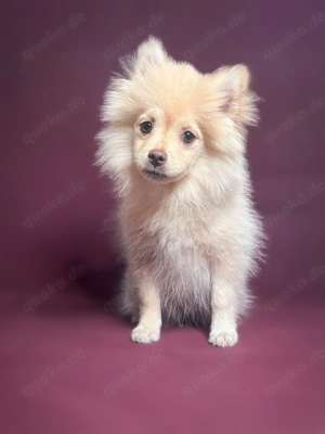 Pomeranien Zwergspitz 