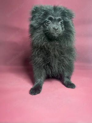 Pomeranien Zwergspitz  Bild 4