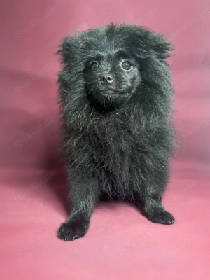 Pomeranien Zwergspitz  Bild 3