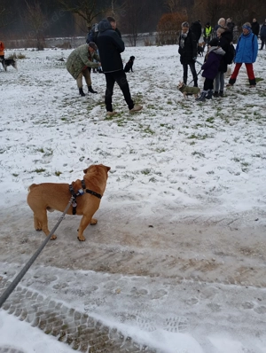 Französische Bulldogge Deckrüder  Bild 5