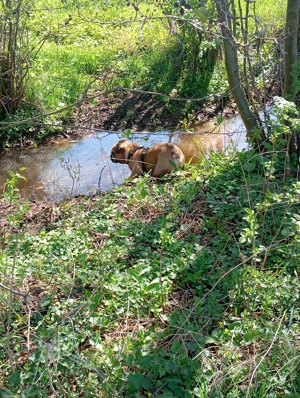 Französische Bulldogge Deckrüder  Bild 8