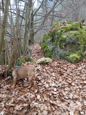 Französische Bulldogge Deckrüder  Bild 7