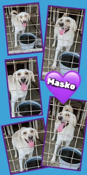 lustiger, freundlicher, bildschöner Traumrüde "Masko" sucht ein liebevolles Zuhause 