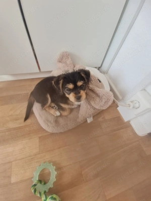 Yorkshire-Mischling, 7 Monate alt, sucht liebevolles Zuhause