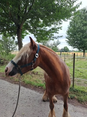 Freizeitpony zu verkaufen