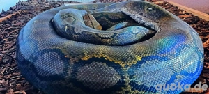 Netzpython (Nz'22   0.1)