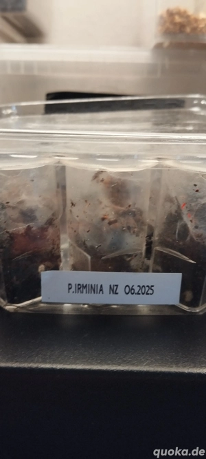 Vogelspinnen zu verkaufen !  Bild 5