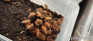 Vogelspinnen zu verkaufen !  Bild 4