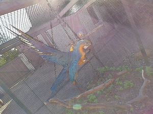 Gelbbrustara Paar Bild 2