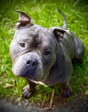Deckrüde American Bully (Kein Verkauf!) Bild 3