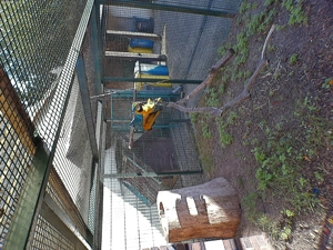 Gelbbrustara Paar Bild 3