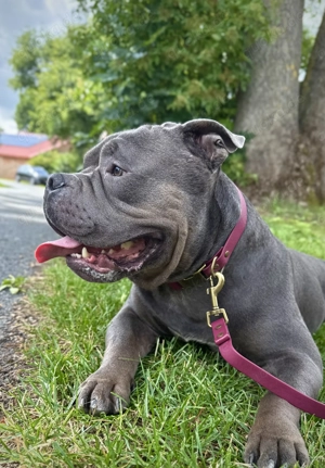 Deckrüde American Bully (Kein Verkauf!) Bild 4
