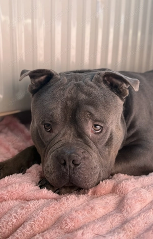 Deckrüde American Bully (Kein Verkauf!) Bild 2