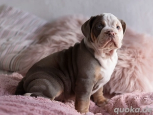 Old english bulldog Welpen 