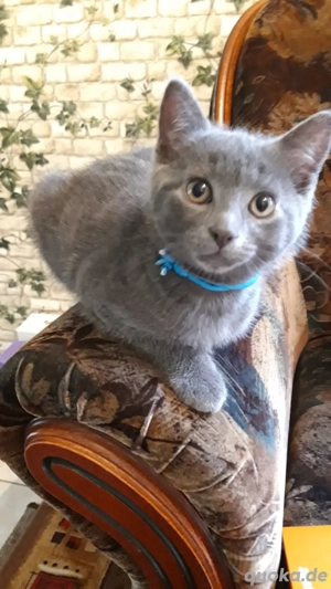Russisch Blau Mix BKH Kitten 